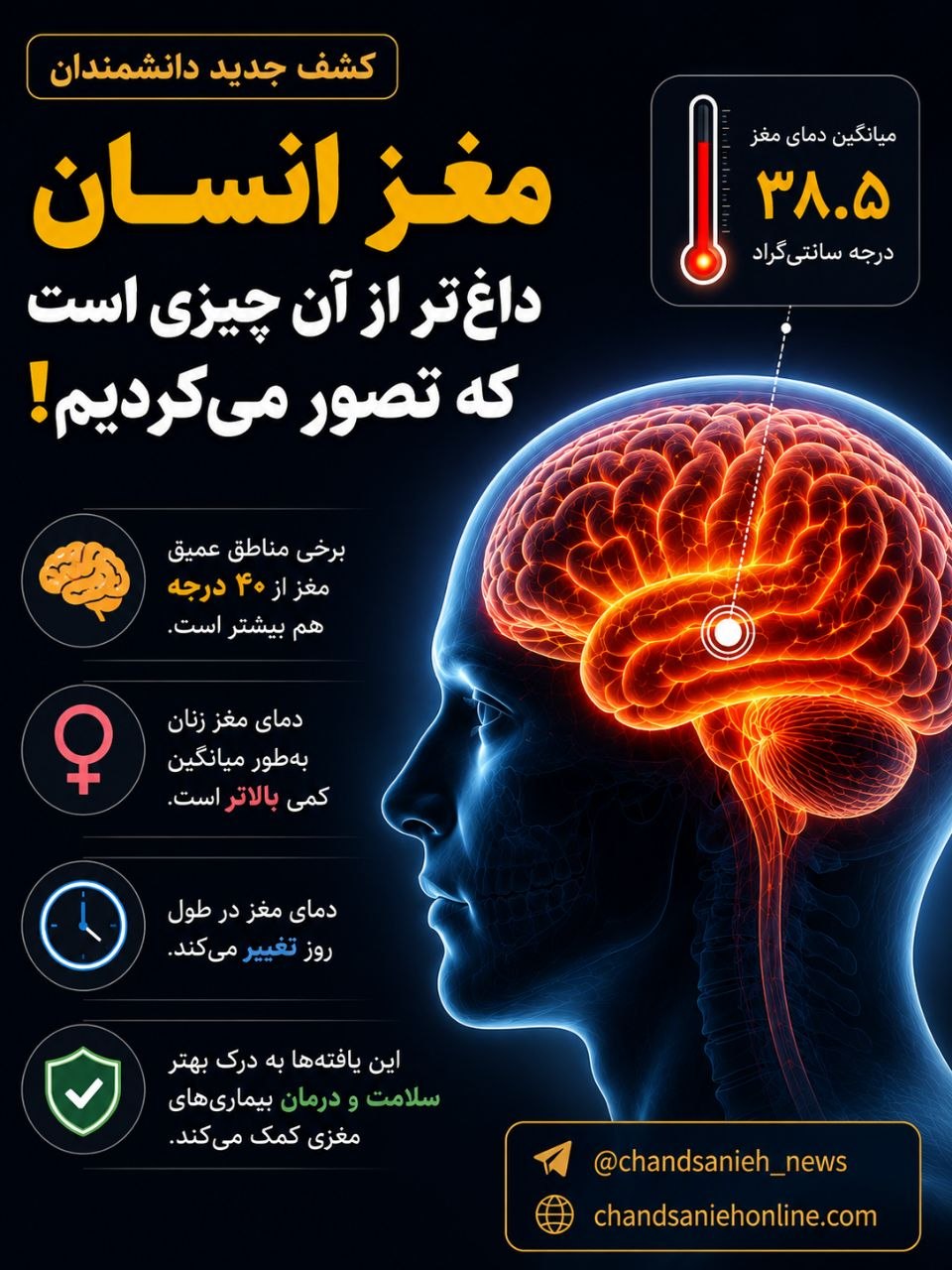 مغز