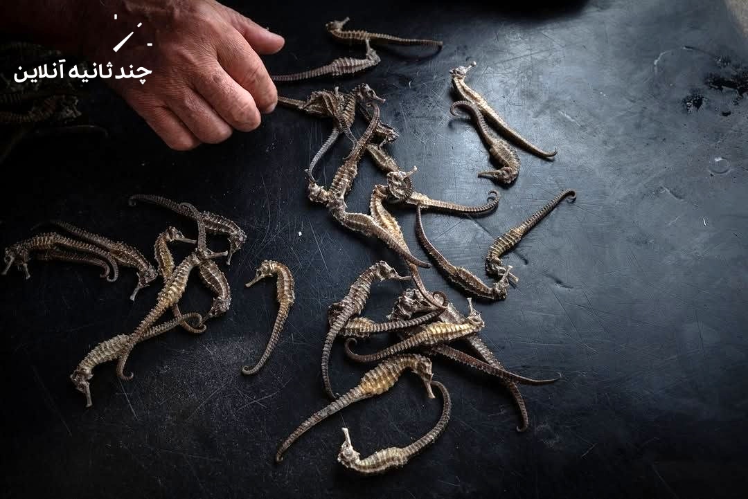 صید ماهی جنوب شرق آسیا