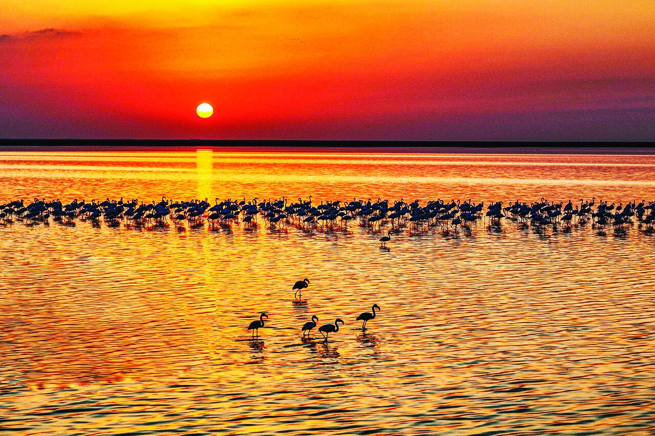 پرندگان مهاجر