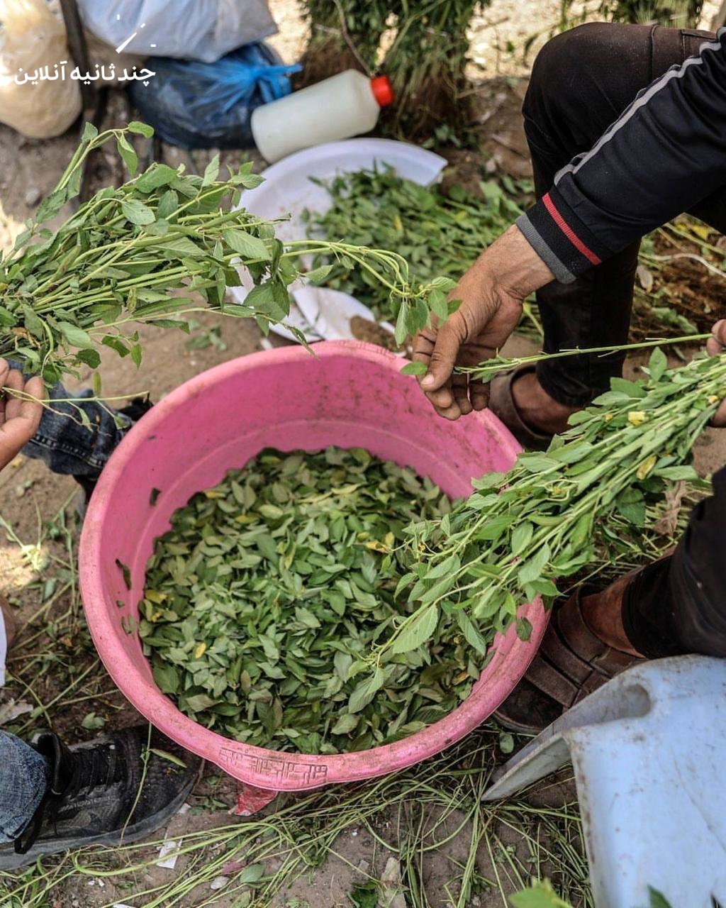 قحطی تنباکو در غزه