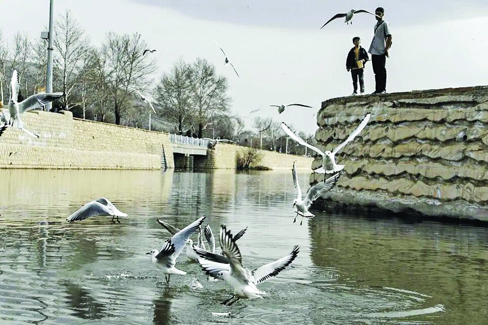 پرندگان مهاجر