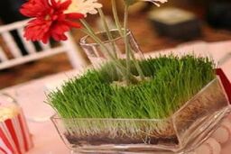 ببینید| آموزش ساده کاشت سبزه گندم عید در 6 روز
