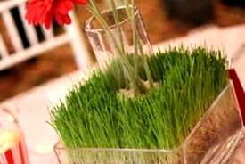 ببینید| آموزش ساده کاشت سبزه گندم عید در 6 روز