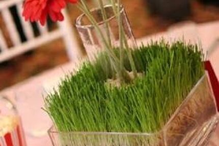ببینید| آموزش ساده کاشت سبزه گندم عید در 6 روز