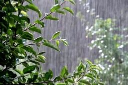 ماندگاری بارش باران در تهران