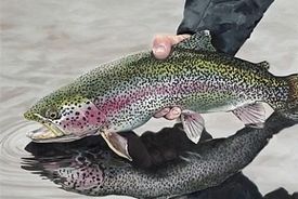 قیمت قزل‌آلا ریخت؛ هر کیلو ۳۵۰ هزار تومان