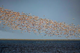 قابی از پرواز و رنگ | تصاویری زیبا از پرندگان مهاجر در شمال و جنوب ایران