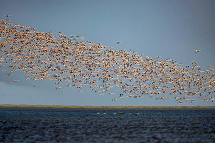 قابی از پرواز و رنگ | تصاویری زیبا از پرندگان مهاجر در شمال و جنوب ایران