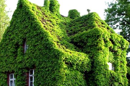 گیاهان هم در کنار هم قوی‌تر می‌شوند