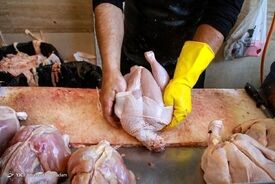 قیمت واقعی تولید مرغ چقدر است؟