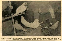 مقررات کفتر پرانی تصویب شد؛ بهمن ۵۴